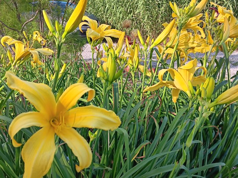 Garden photo